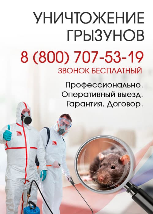 Уничтожение крыс в Пушкино