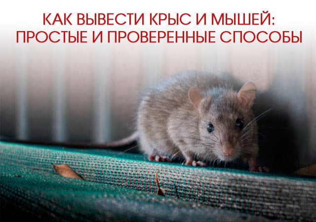 Как вывести крыс и мышей в Пушкино: простые и проверенные способы