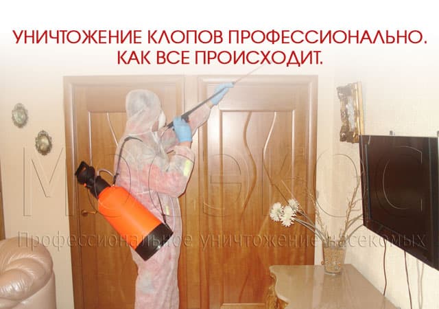 Уничтожение клопов профессионально в Пушкино