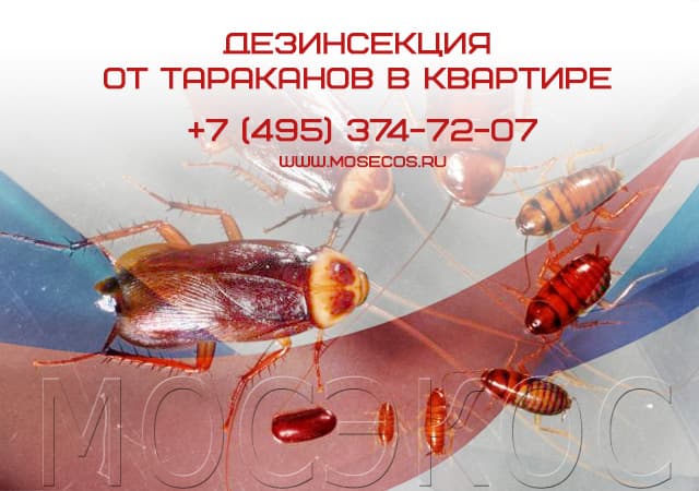 Дезинсекция от тараканов в квартире в Пушкино