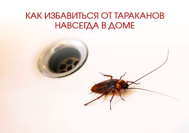 Как избавиться от тараканов в доме в Пушкино