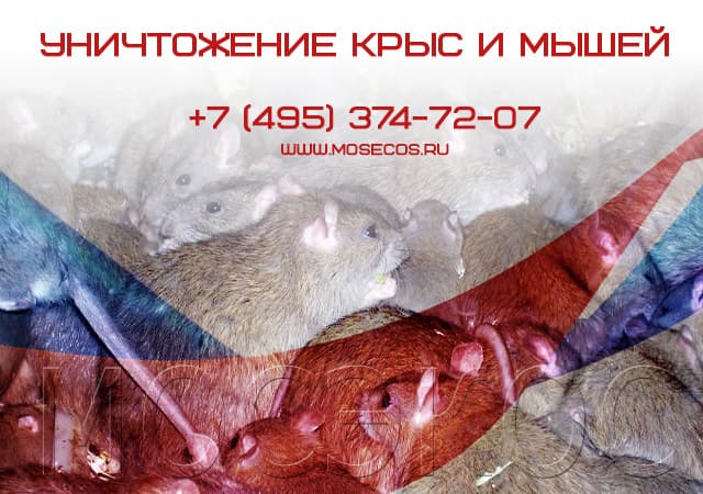 Уничтожение крыс и мышей в Пушкино