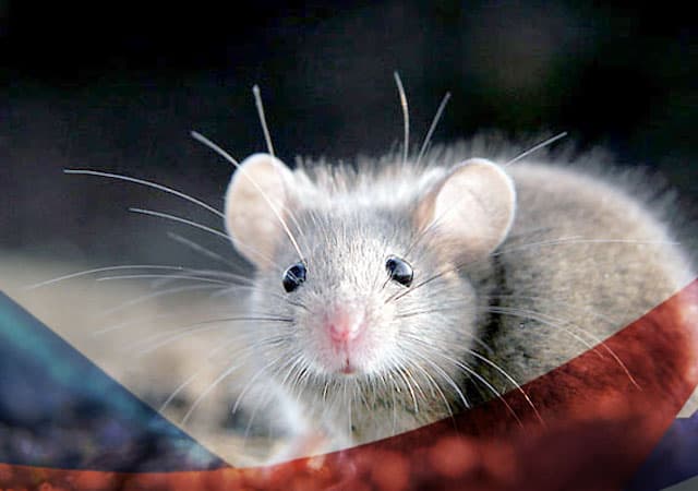 Уничтожение мышей в Пушкино