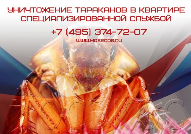 Уничтожение тараканов специализированной службой в Пушкино