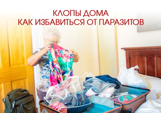 Клопы дома: как избавиться от паразитов в Пушкино